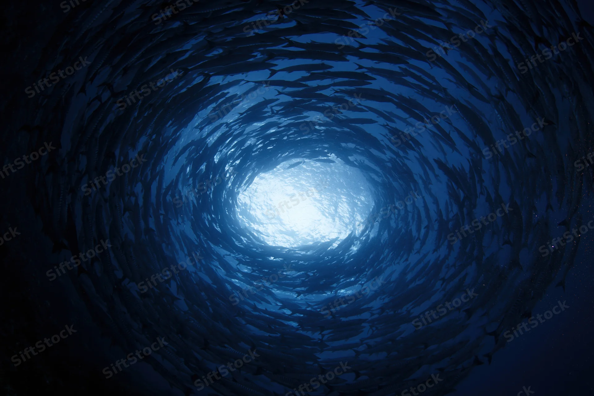 School of barracuda swimming in tight spiral formation underwater toward sunlit surface