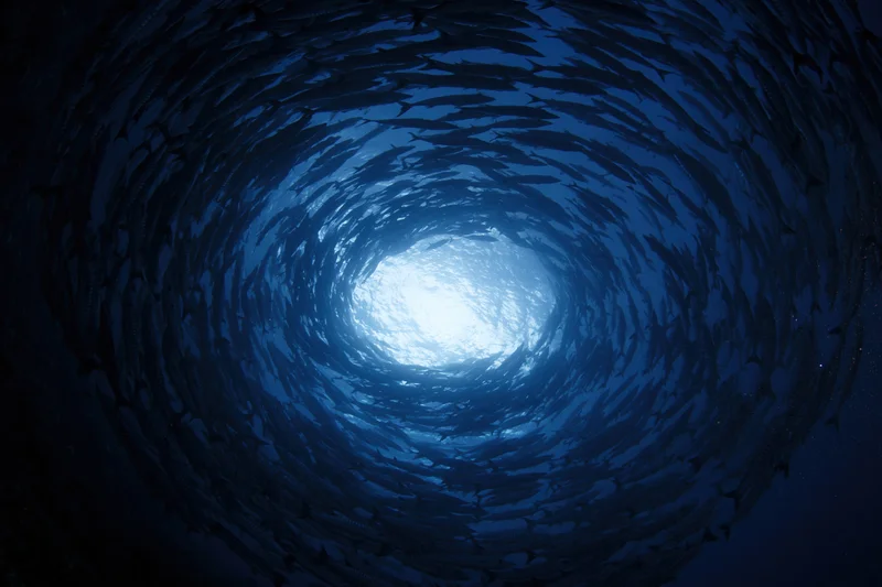 School of barracuda swimming in tight spiral formation underwater toward sunlit surface