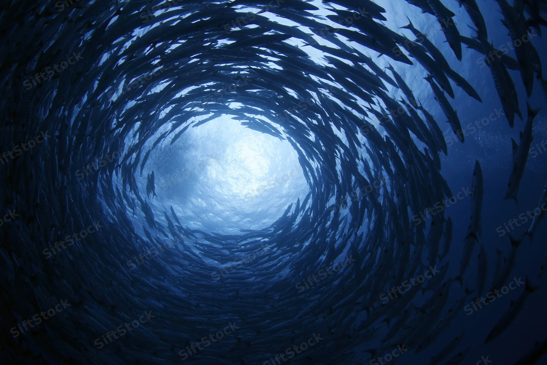 School of barracuda swimming in tight spiral formation underwater in deep ocean