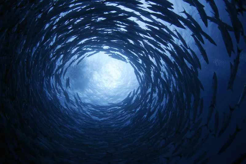 School of barracuda swimming in tight spiral formation underwater in deep ocean
