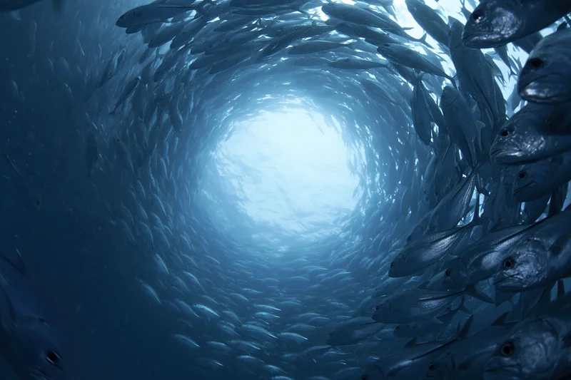 Large school of fish swimming in a tight spiral vortex underwater