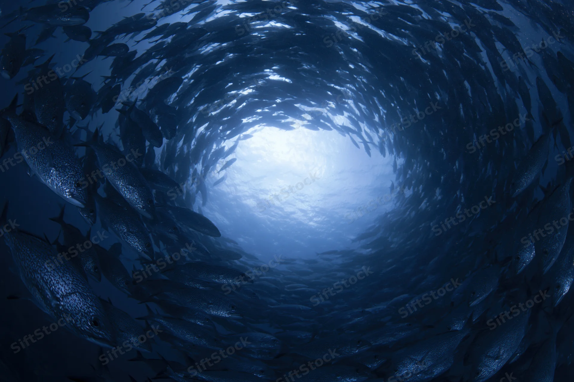 Large school of fish swimming in a tight spiral vortex underwater