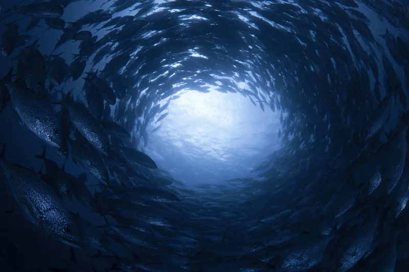Large school of fish swimming in a tight spiral vortex underwater