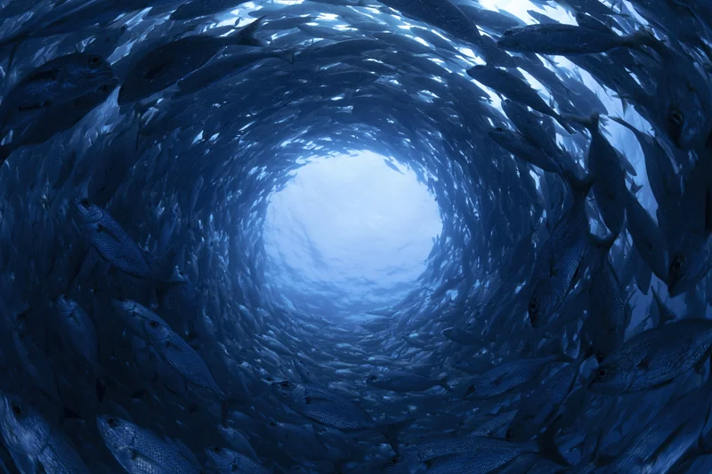 Large school of fish swimming in a tight spiral vortex underwater
