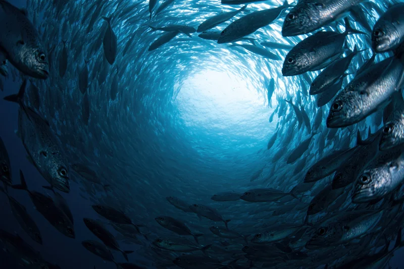 Large school of fish swimming in a tight spiral vortex underwater