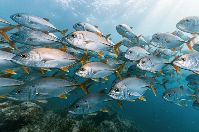 Large school of jack fish swimming in tight formation underwater near a coral reef