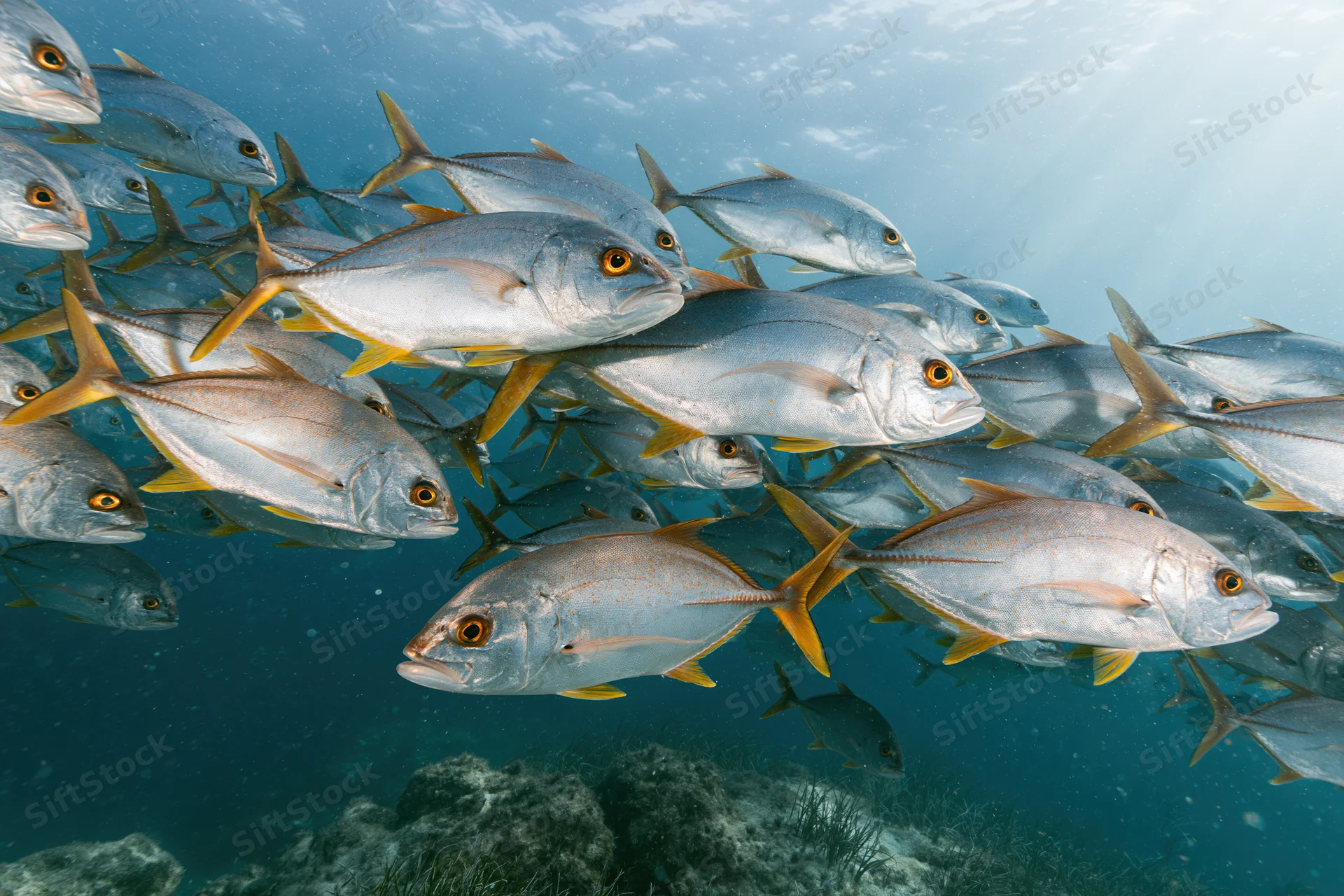 Large school of jack fish swimming in tight formation underwater near coral reef