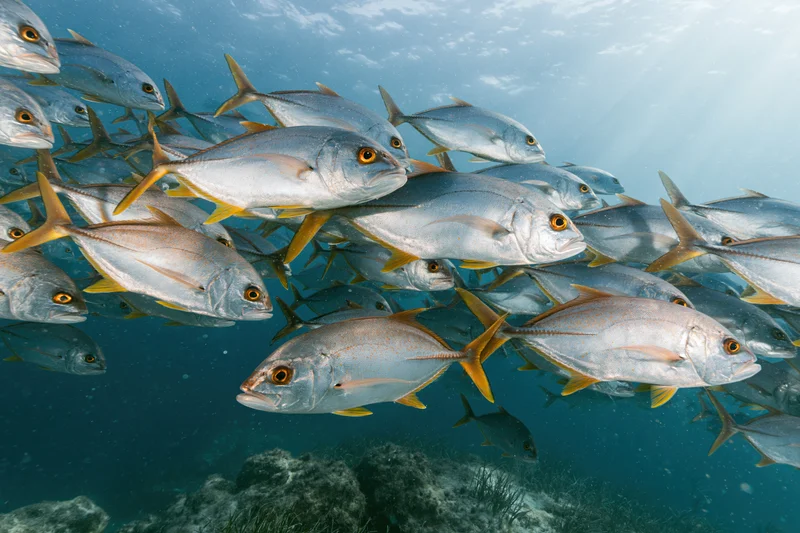Large school of jack fish swimming in tight formation underwater near coral reef