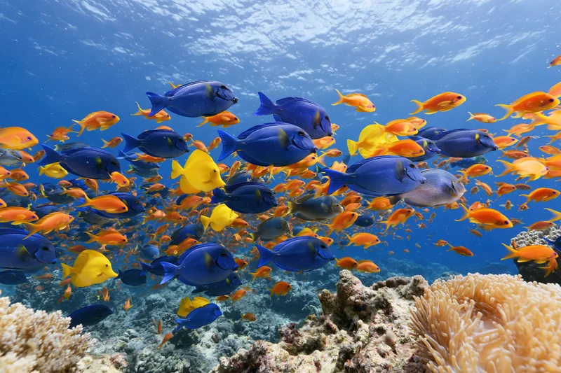 Large school of blue and yellow tropical fish swimming over coral reef underwater