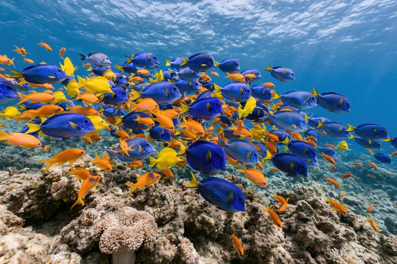 Large school of blue and yellow tropical fish swimming over coral reef underwater