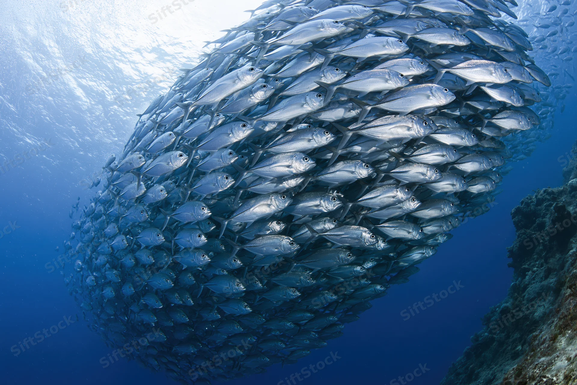Large school of silver jack fish swimming in a sweeping arc underwater near coral reef
