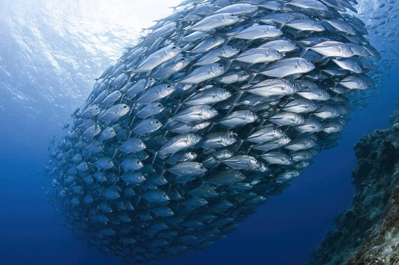 Large school of silver jack fish swimming in a sweeping arc underwater near coral reef