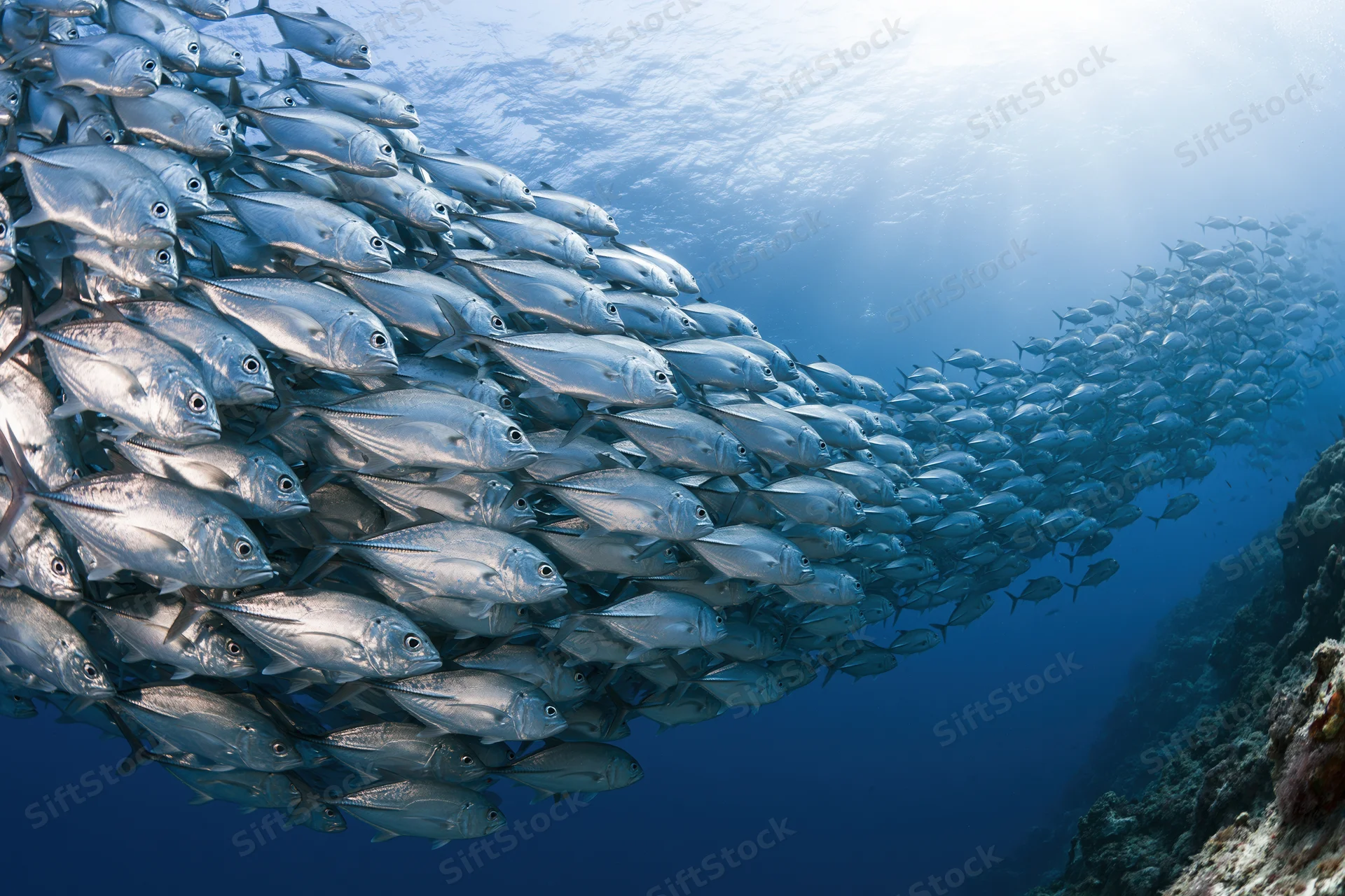 Large school of silver jack fish swimming in a sweeping arc underwater near coral reef
