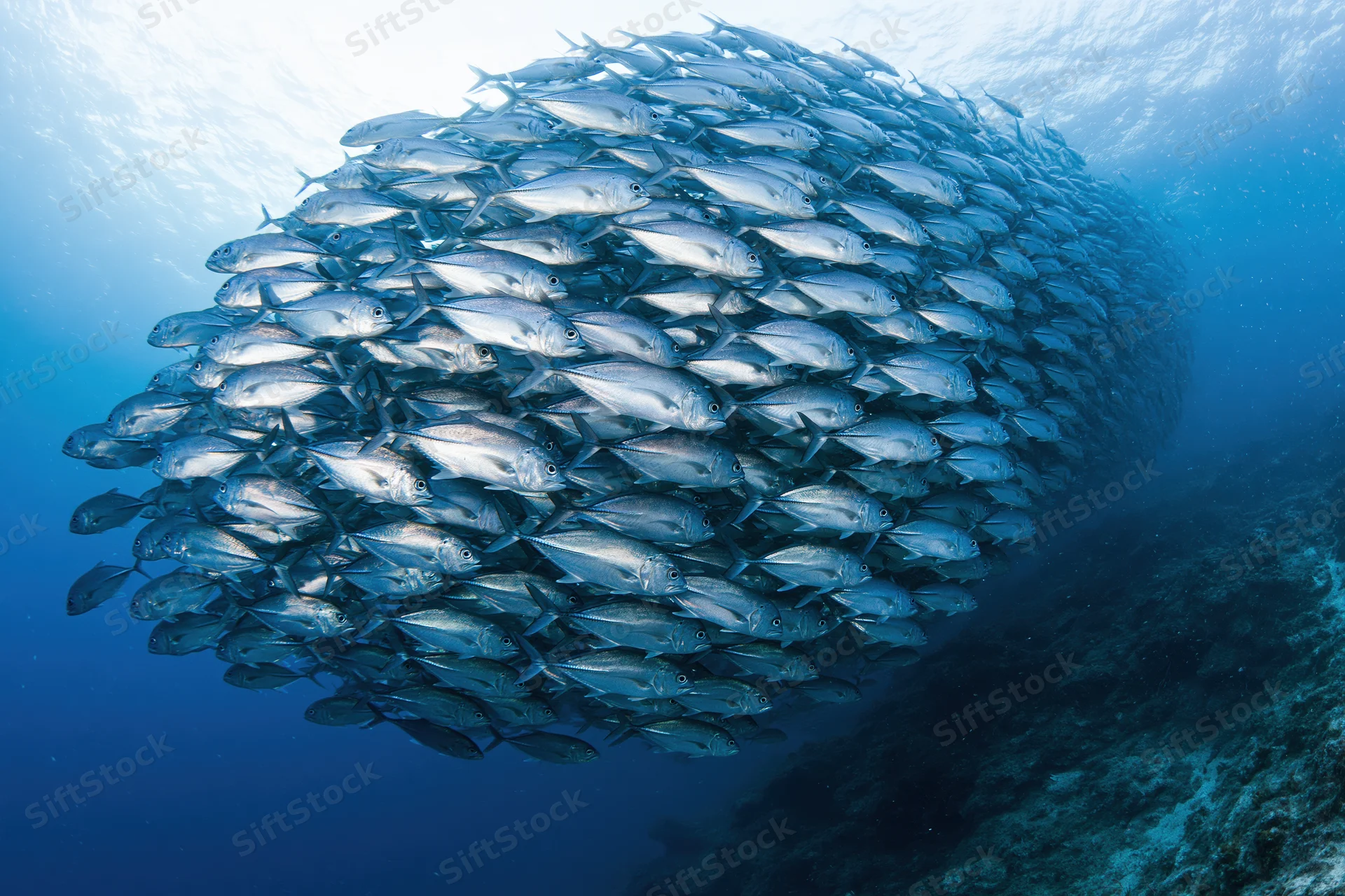 Large school of silver jack fish swimming in a sweeping arc underwater near coral reef