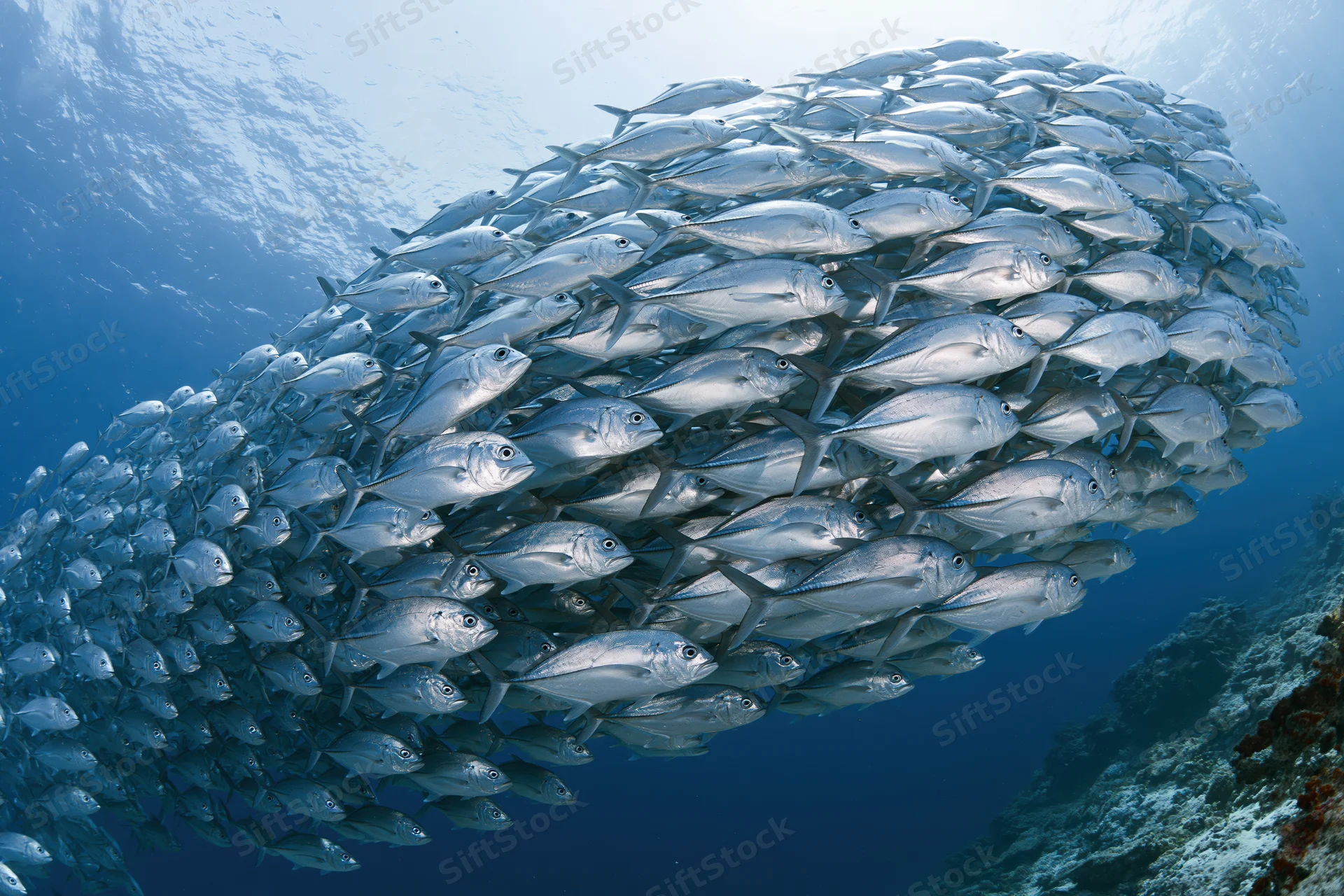 Large school of silver jack fish swimming in a sweeping arc underwater near coral reef