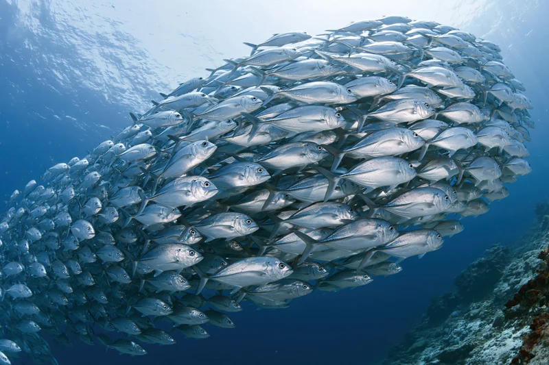 Large school of silver jack fish swimming in a sweeping arc underwater near coral reef