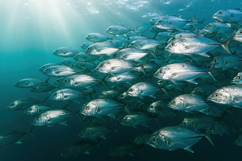Large school of silver jack fish swimming in synchronized formation underwater in the ocean