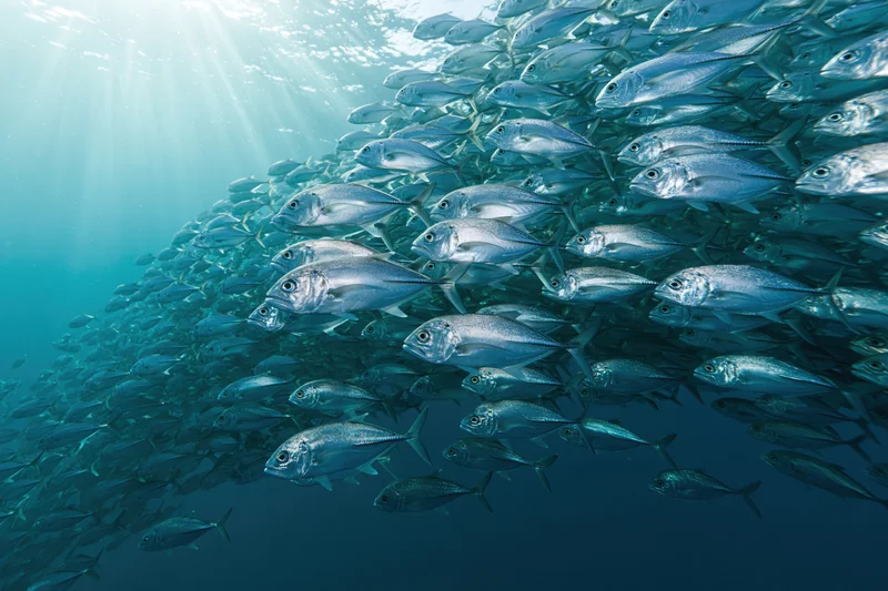 Large school of silver jack fish swimming in tight formation underwater in the ocean