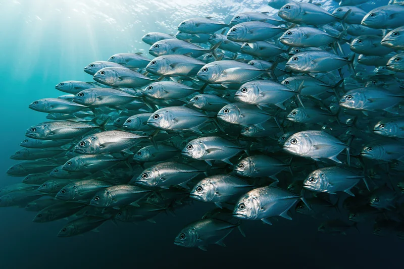 Large school of silver jack fish swimming in synchronized formation underwater in the ocean