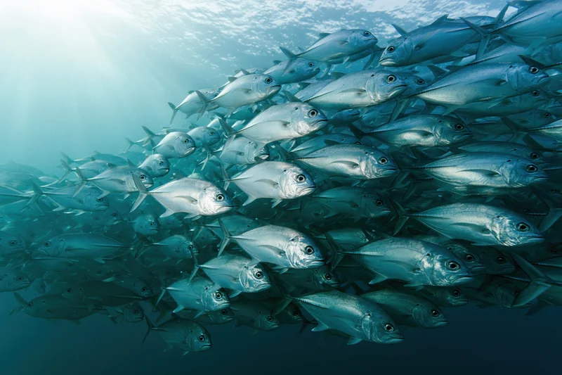 Large school of silver jack fish swimming in synchronized formation underwater in the ocean