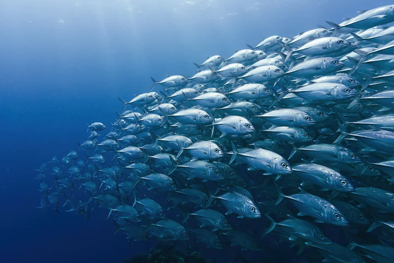 Large school of silver jack fish swimming in synchronized formation underwater in deep blue ocean
