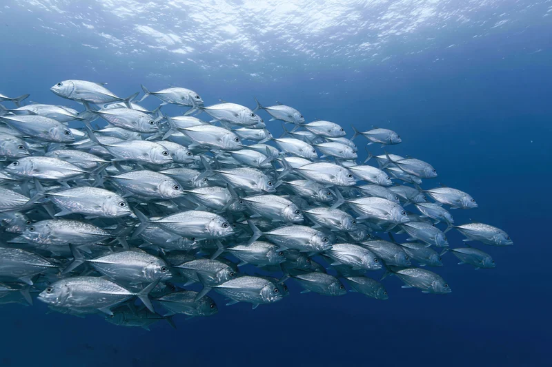 Large school of silver jack fish swimming in synchronized formation underwater in deep blue ocean