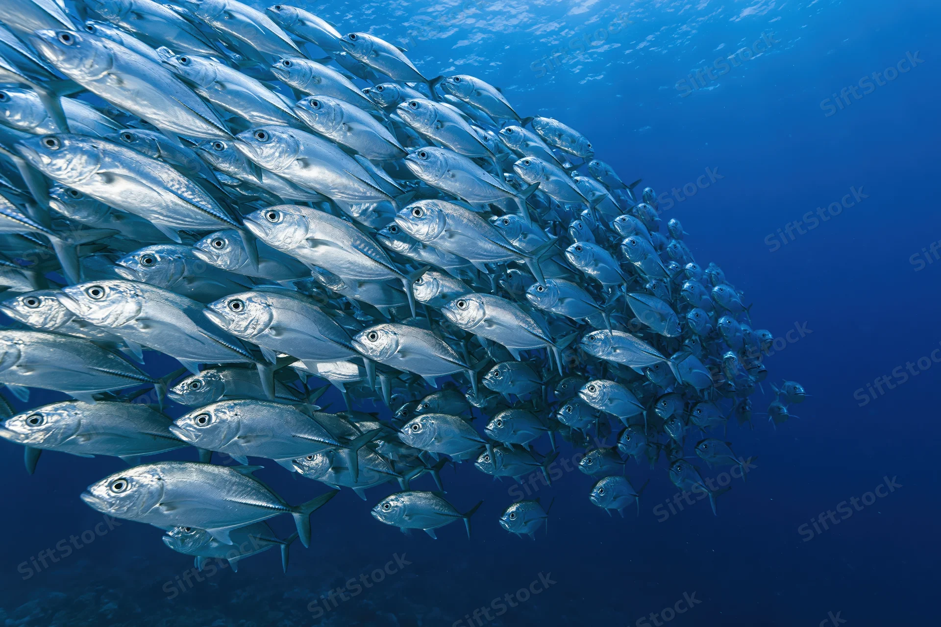 Large school of silver jack fish swimming in synchronized formation underwater in deep blue ocean