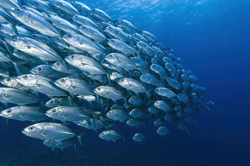 Large school of silver jack fish swimming in synchronized formation underwater in deep blue ocean