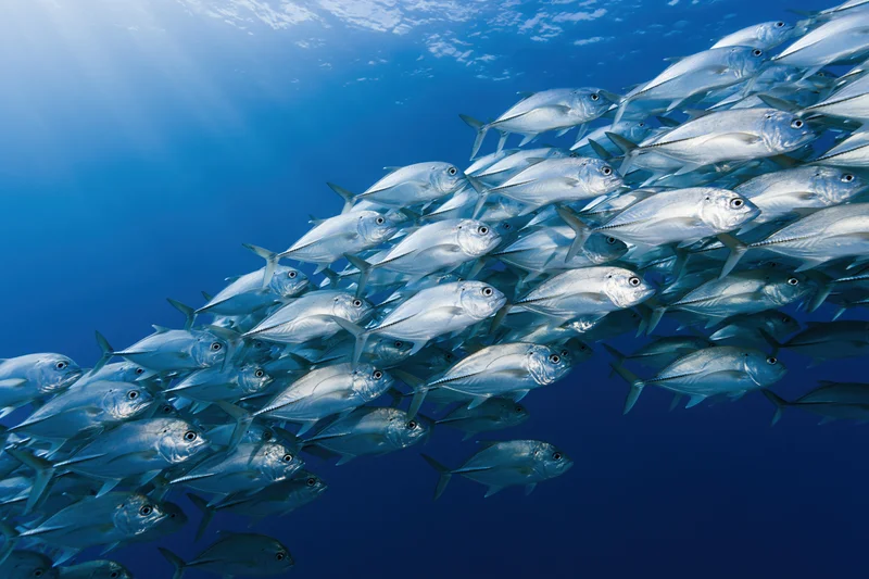 Large school of silver jack fish swimming in synchronized formation underwater in deep blue ocean