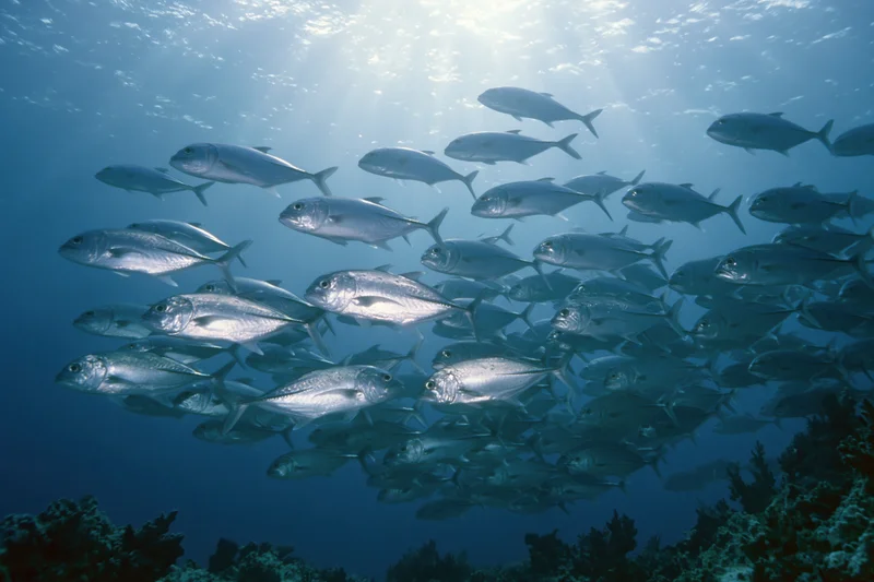 Large school of silver jack fish swimming in loose formation underwater near coral reef