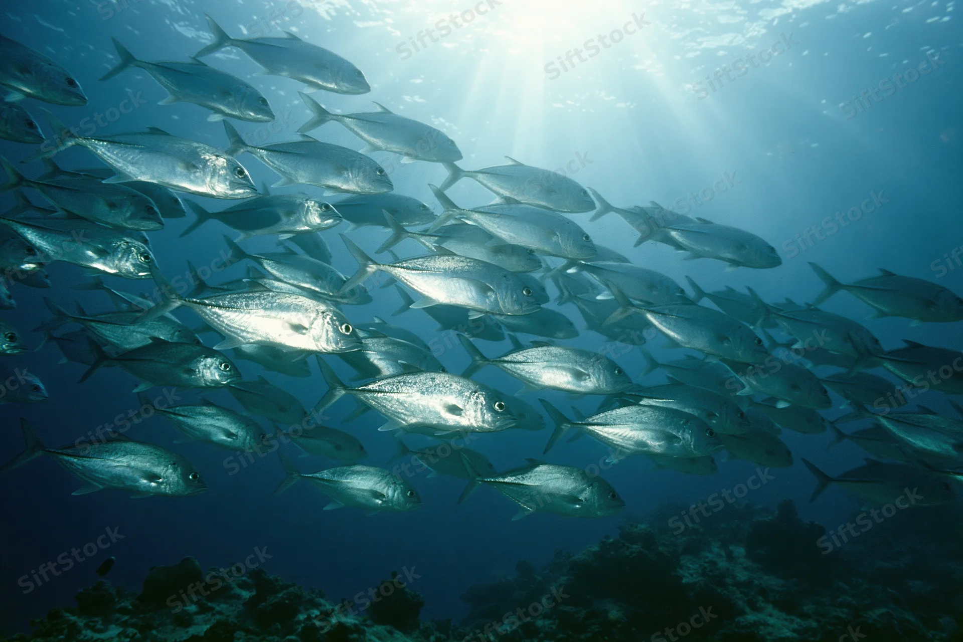 Large school of silver jack fish swimming in loose formation underwater near coral reef