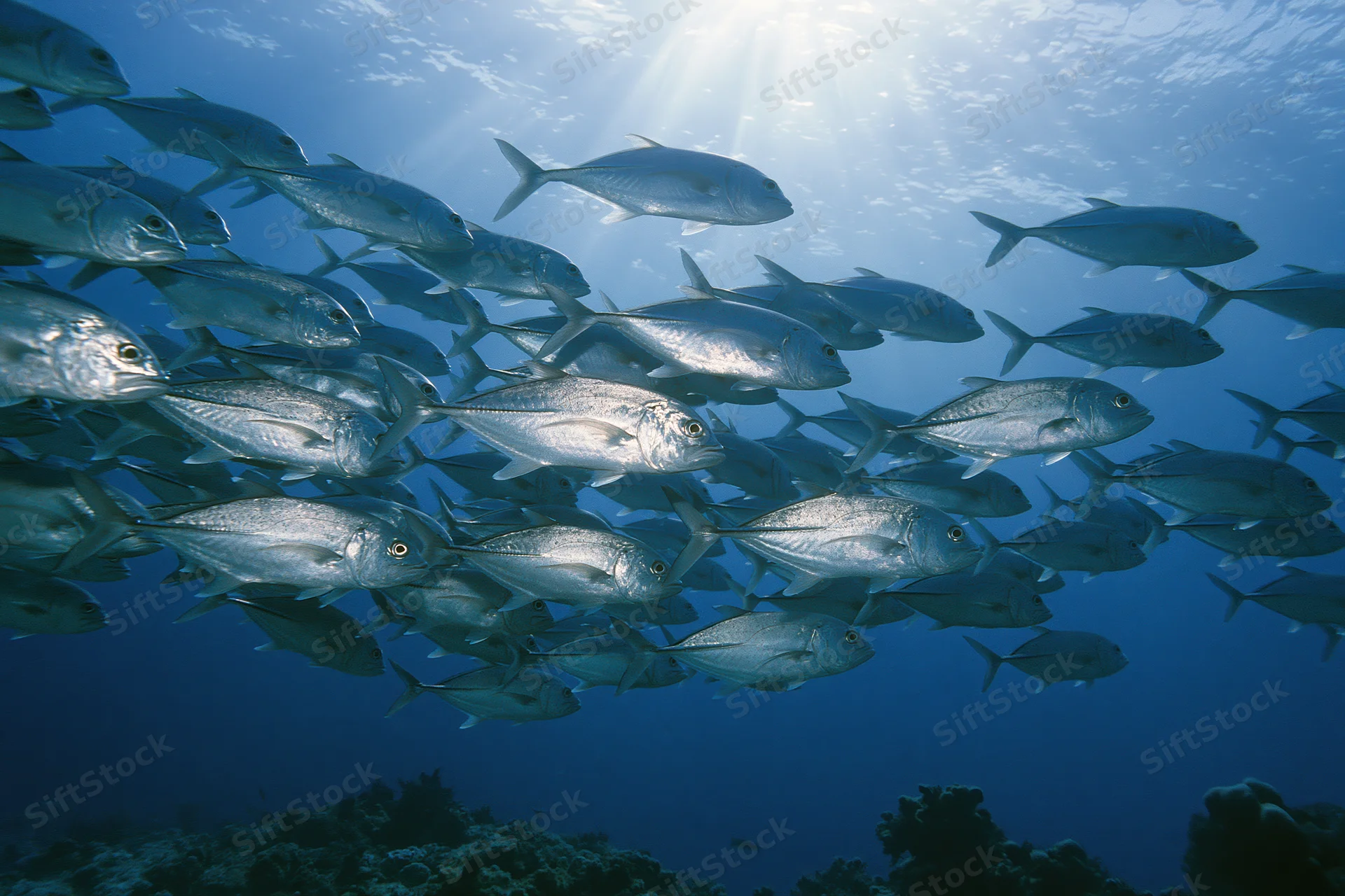 Large school of silver jack fish swimming in loose formation underwater near coral reef