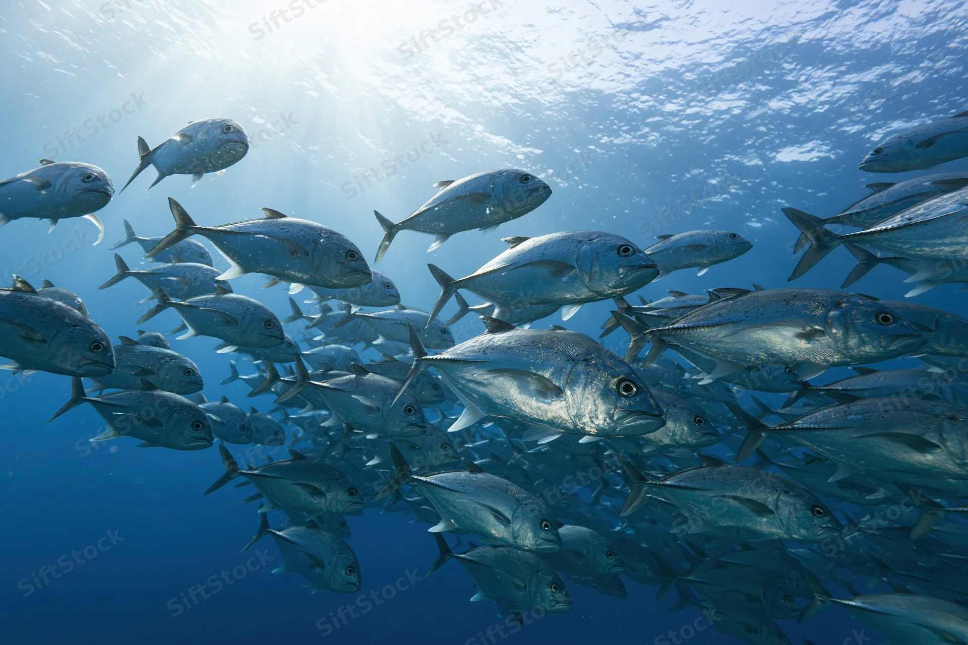 Large school of silver jack fish swimming in open ocean viewed from below with sunlight filtering through water