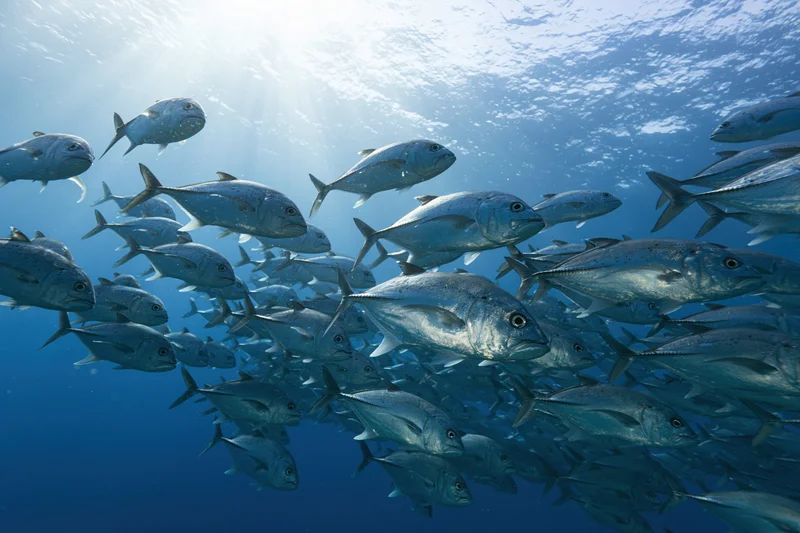Large school of silver jack fish swimming in open ocean viewed from below with sunlight filtering through water