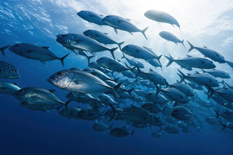 Large school of silver jack fish swimming in open ocean viewed from below with sunlight filtering through water