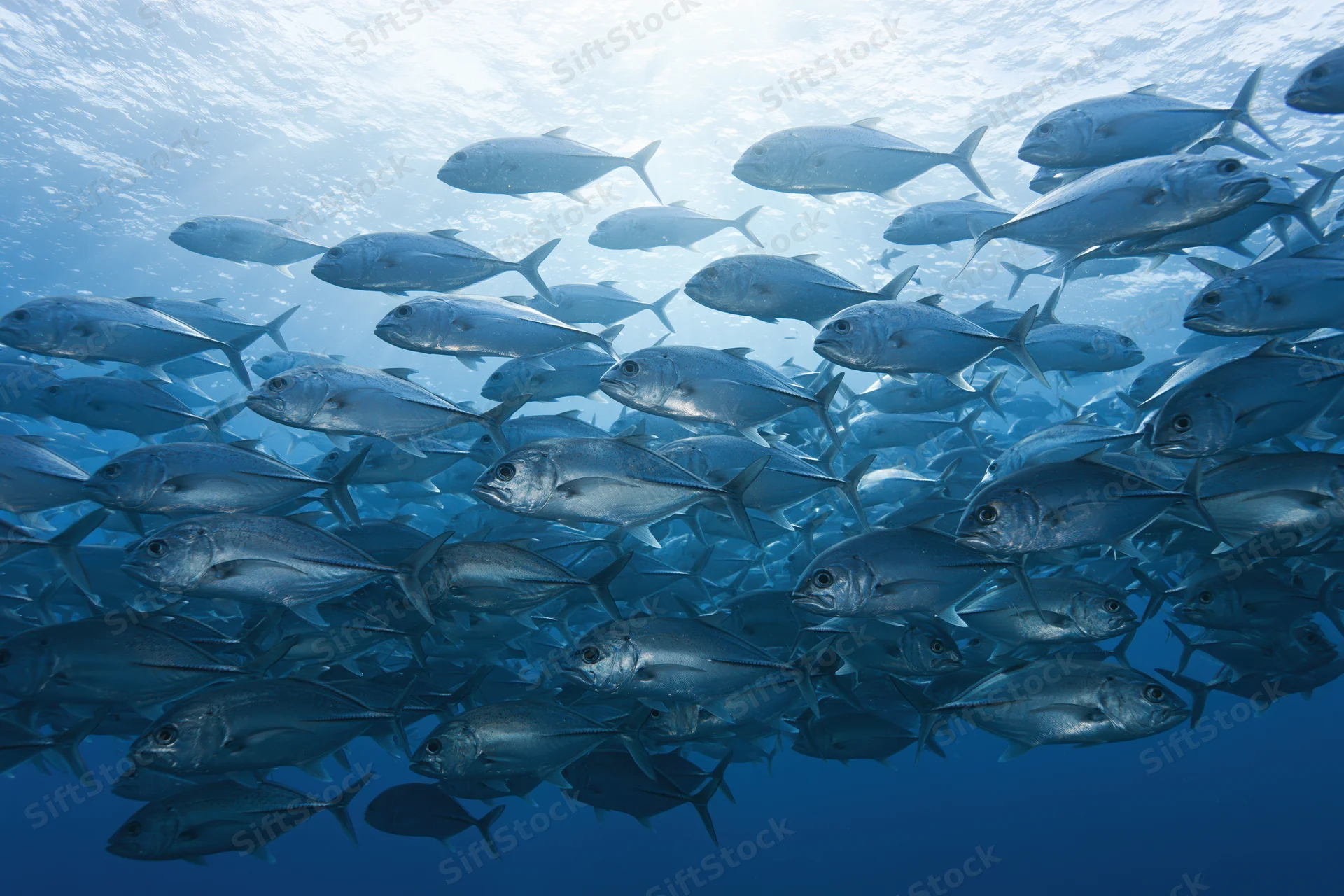 Large school of silver jack fish swimming in open ocean viewed from below with sunlight filtering through the water surface