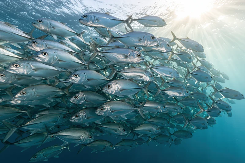 Large school of silver jack fish swimming in tight formation underwater in the ocean