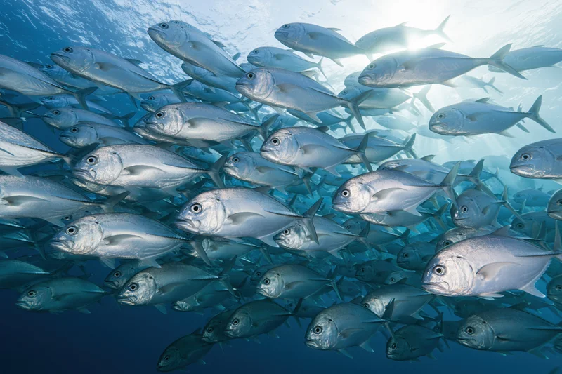 Large school of silver jack fish swimming in tight formation underwater in the ocean