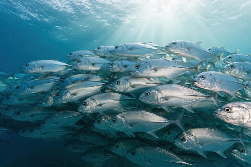 Large school of silver jack fish swimming in tight formation underwater in the ocean