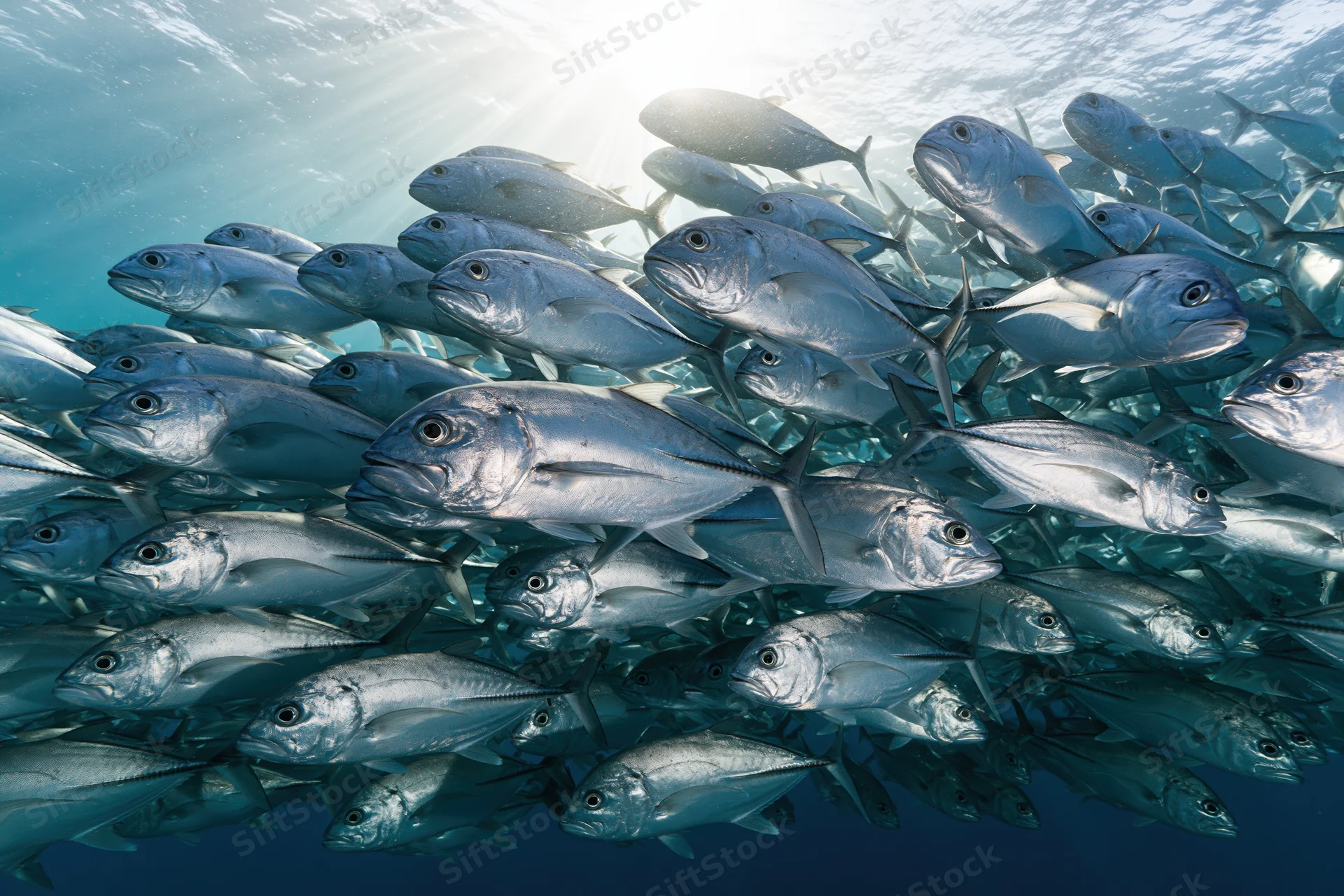 Large school of silver jack fish swimming in tight formation underwater in the ocean