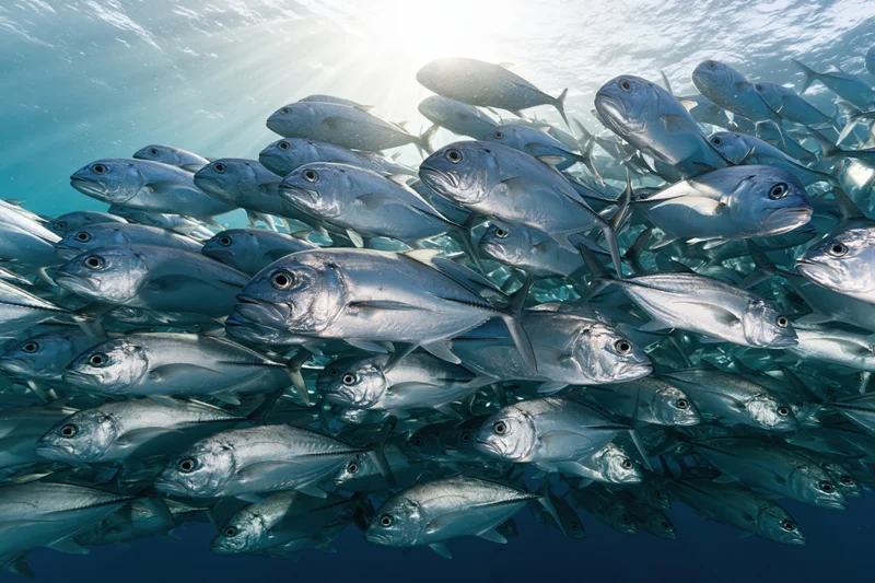 Large school of silver jack fish swimming in tight formation underwater in the ocean