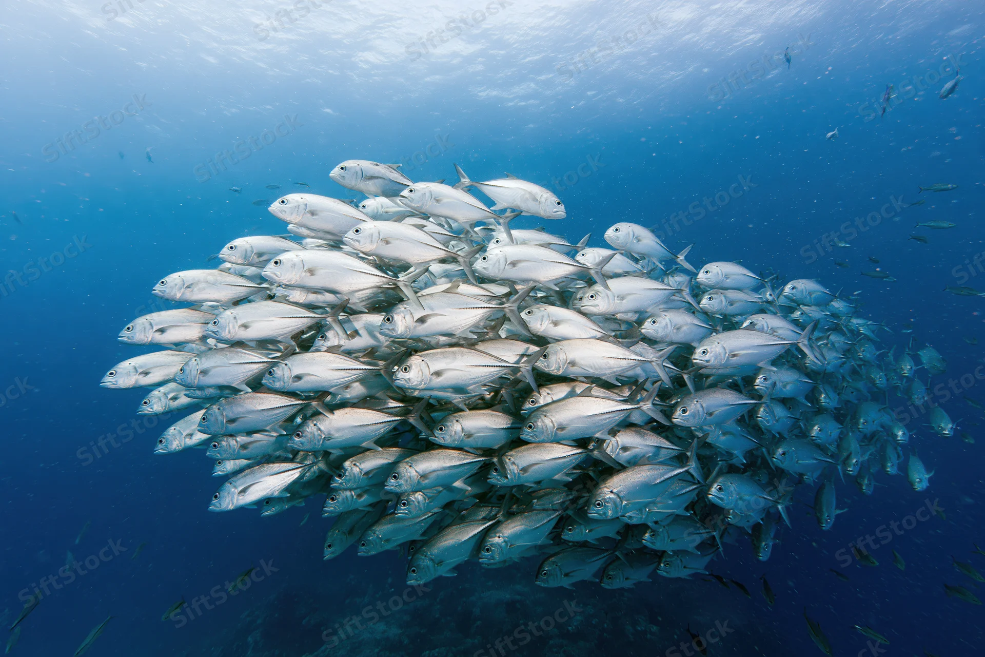 Large school of silver jack fish swimming in tight formation underwater in the ocean