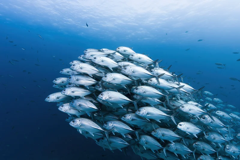 Large school of silver jack fish swimming in tight formation underwater in deep blue ocean