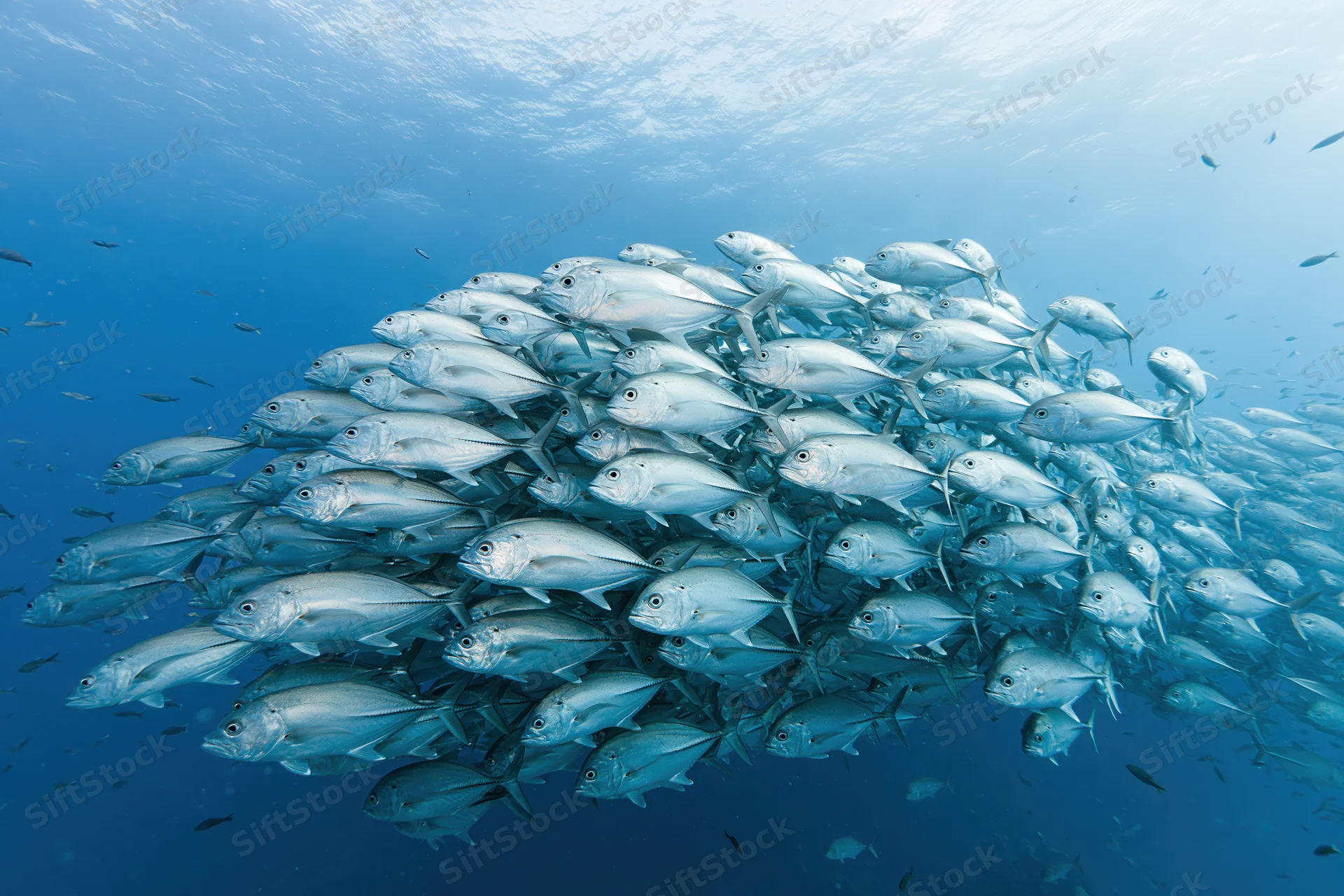 Large school of silver jack fish swimming in tight formation underwater in deep blue ocean