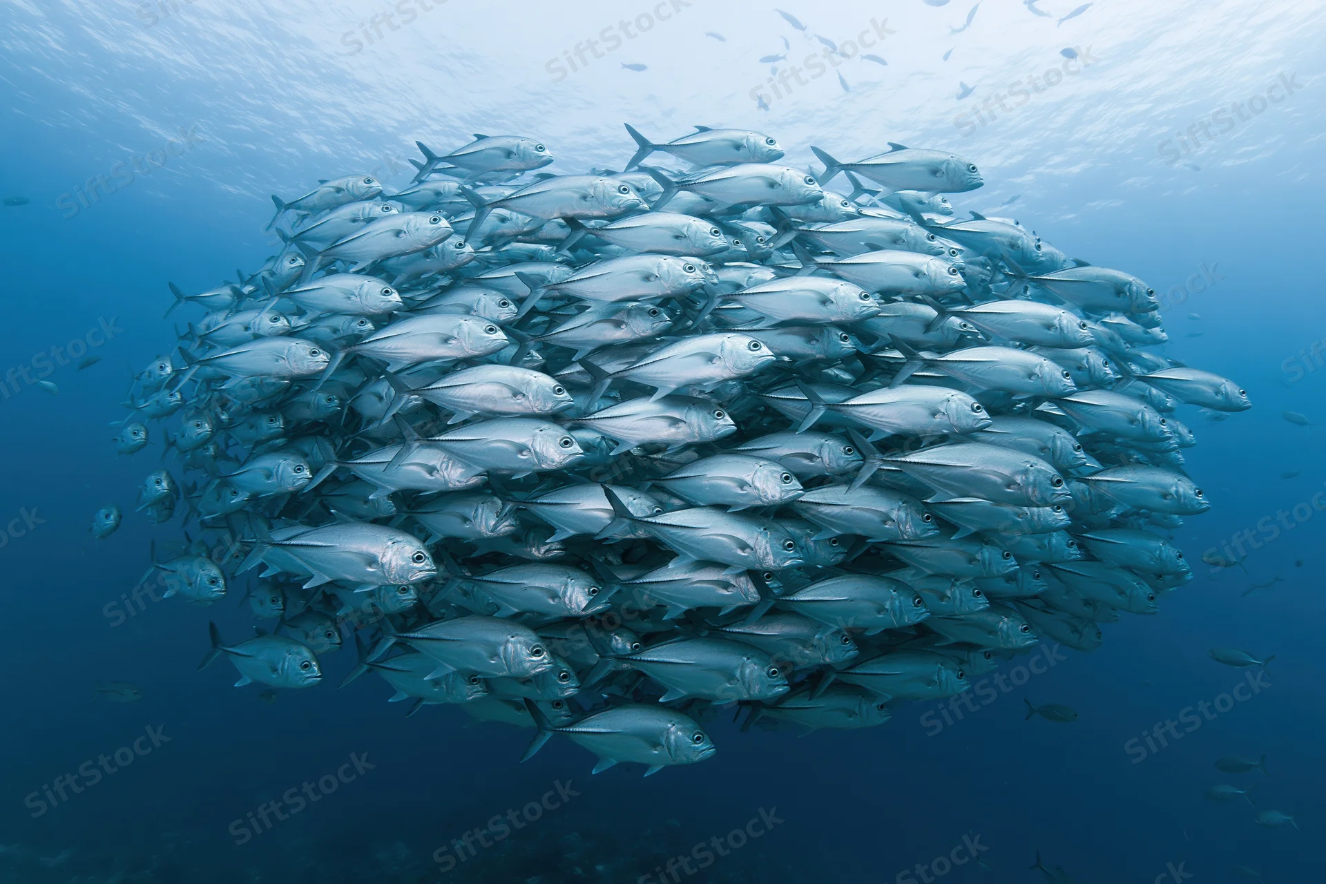 Large school of silver jack fish swimming in tight formation underwater in the ocean