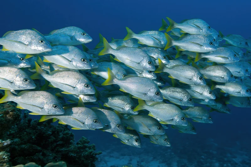 Large school of silver fish with yellow-tipped tails swimming underwater near coral reef