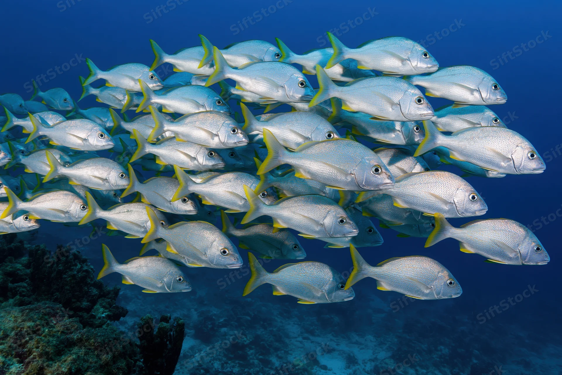 Large school of silver fish with yellow-tipped tails swimming in deep blue ocean near coral reef