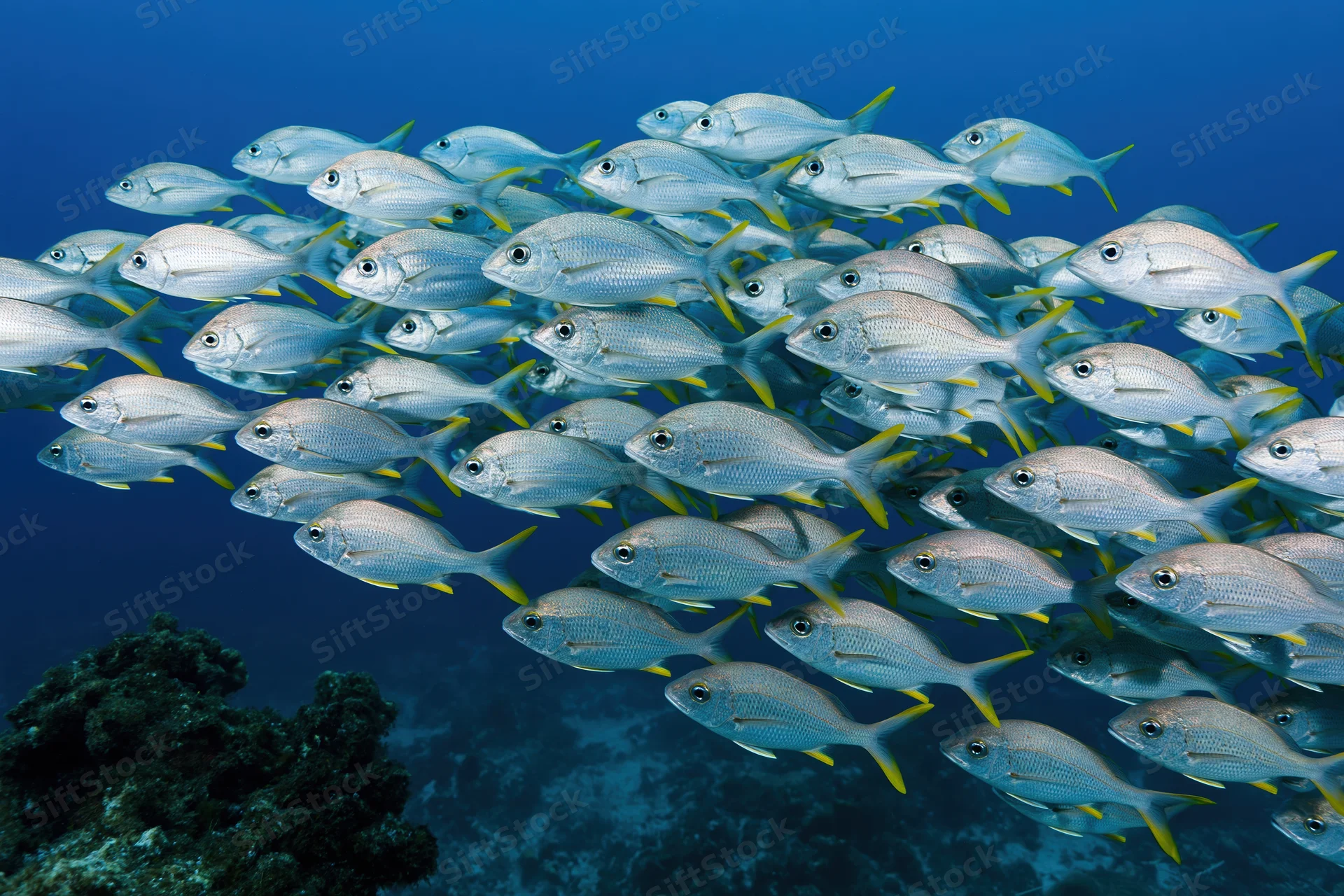 Large school of silver oval-bodied fish with yellow-tipped tails swimming underwater near coral reef