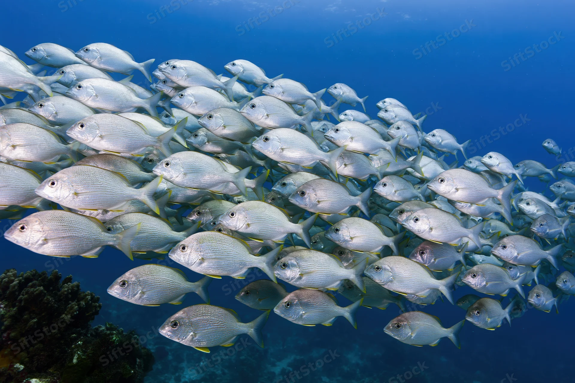 Large school of silver oval-bodied fish with yellow-tipped tails swimming underwater near coral reef