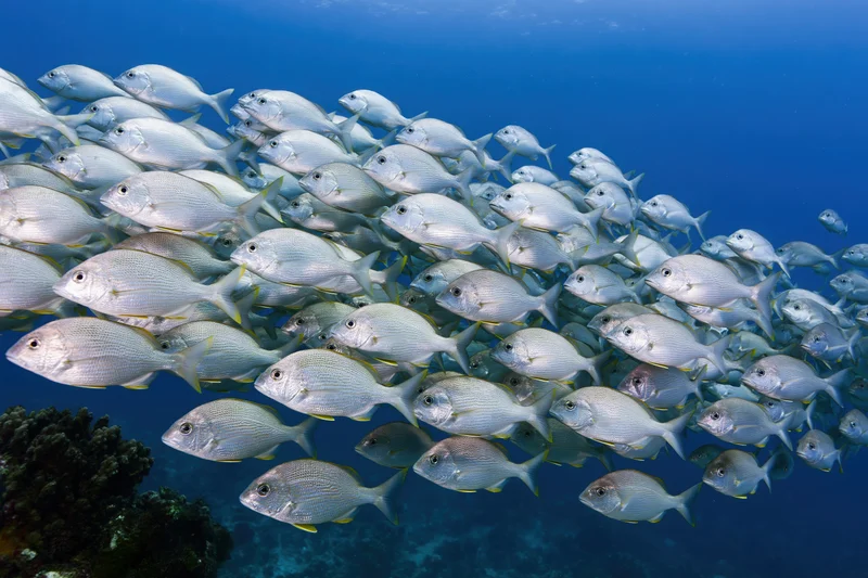 Large school of silver oval-bodied fish with yellow-tipped tails swimming underwater near coral reef